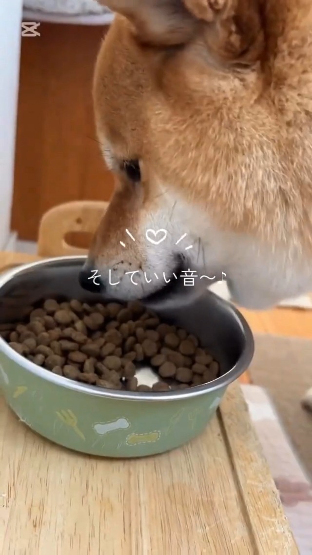 Amazon.co.jp: One8Dog ドッグフード 関節ケア 全年齢 全犬種 [ 獣医師