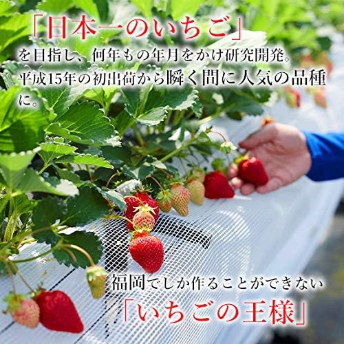 南国フルーツ 【ローズ】 福岡産あまおう苺 デラックス10パック