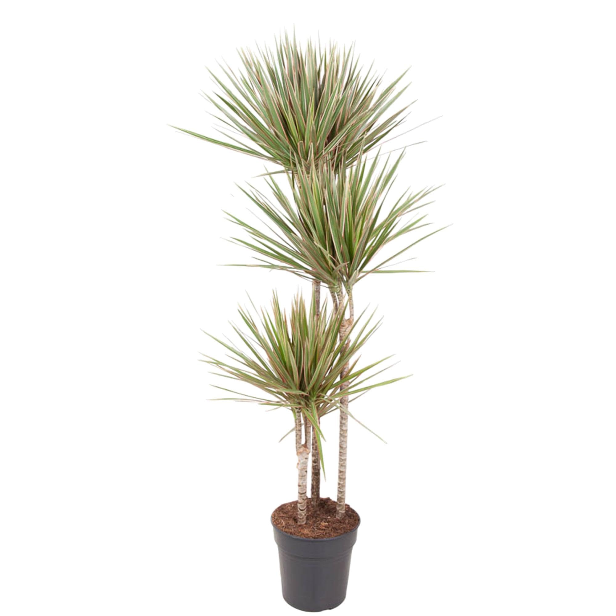 Dracaena Bicolor 150 cm plante d'intérieur facile sans entretien pot Ø24