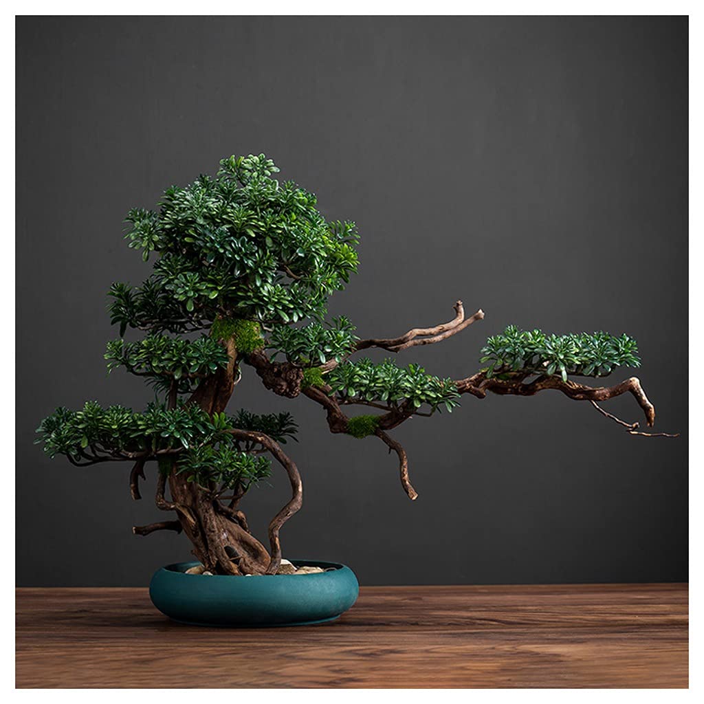 Plantes vertes en pot pour décoration de table basse et étagère de salon moderne