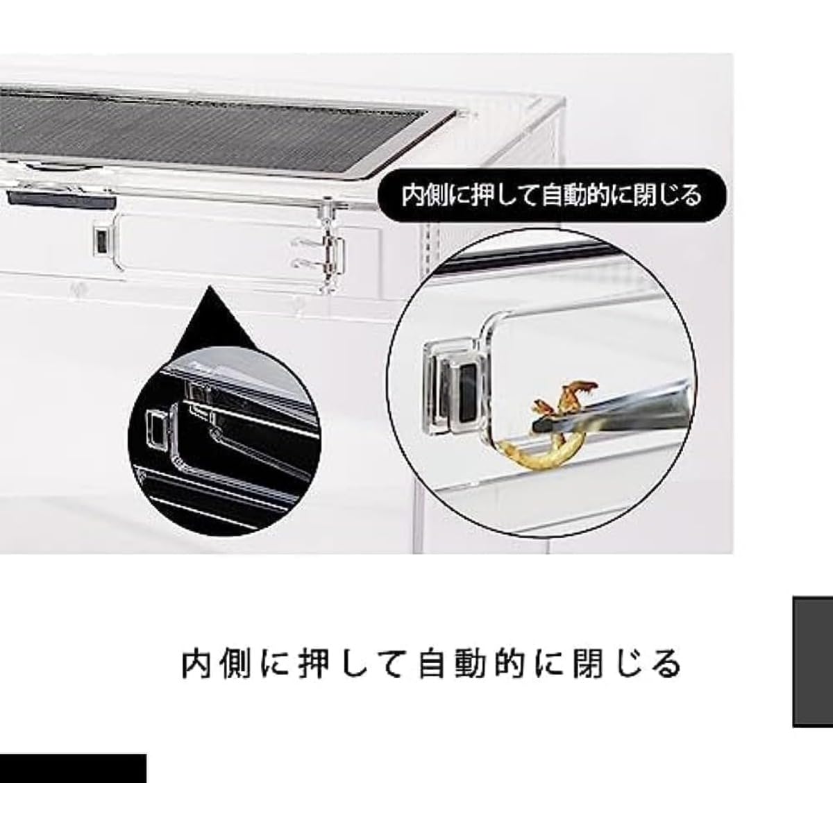 Amazon | Conutoo爬虫類ケージ 飼育容器、トカゲ ケージ、20cm/30cm