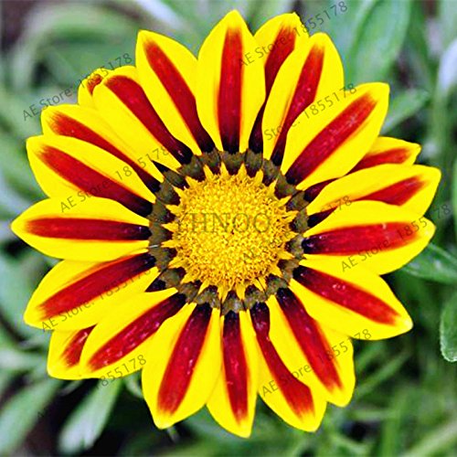 Graines de fleurs rares Gazania Rigens Graines Maison Balcon Jardin Bonsaï Ornemental Splendens Chrysanthème Paquet de 500 graines