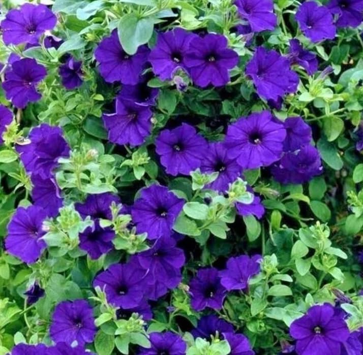 1 Pack of 50 SEEEDS Blue Trailing Petunia