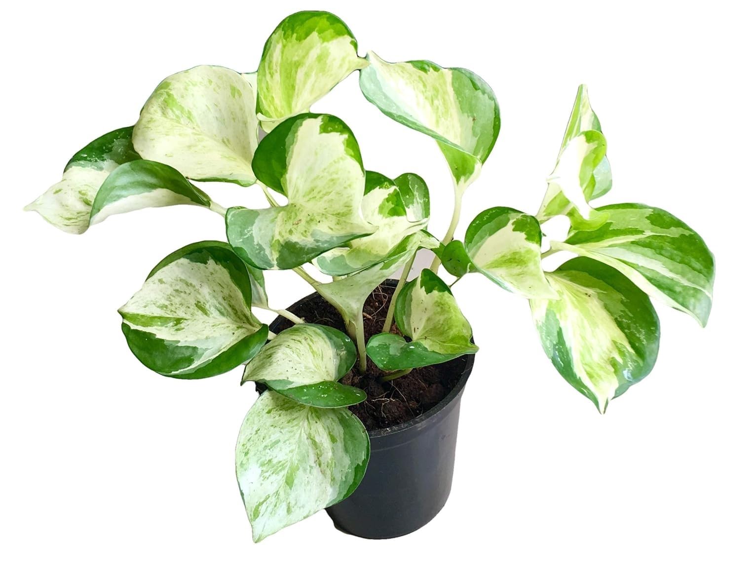 The Four Seasons Combo of Money Plants Manjula Pothos and Philodendron  Brasil Natural Live Plants in Pot | Combo of 2 : Amazon.in: Garden &  Outdoors