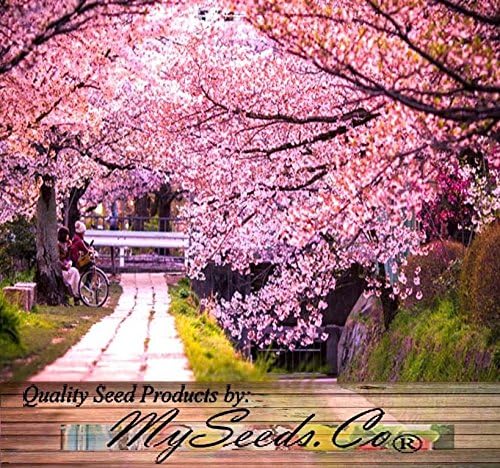 Amazon Com 8 Japanese Sakura Flowering Cherry Tree Seed Prunus Serrulata Seed Patio Lawn Garden