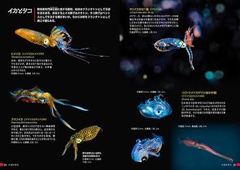 【中古】 海洋環境シミュレーション 水の流れと生物/白亜書房/横山長之 中古】 海洋環境シミュレーション 水の流れと生物 （環境