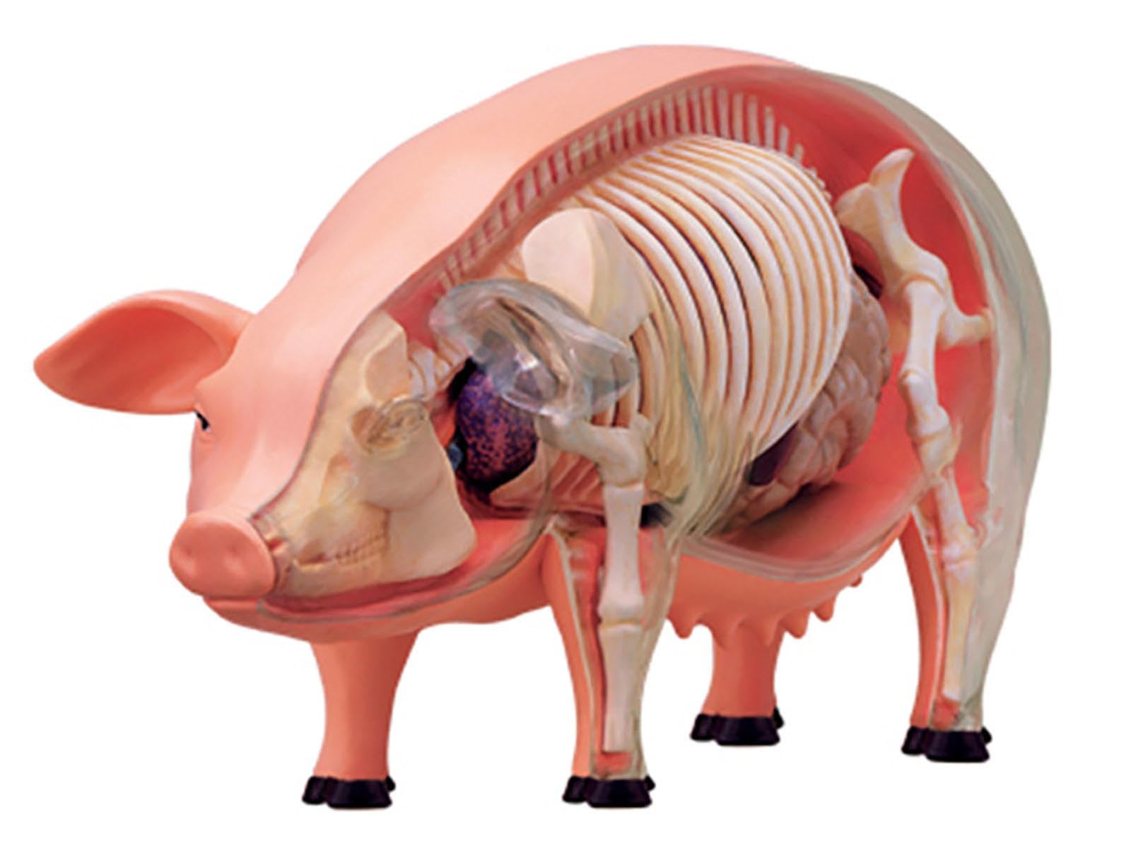 AMITD Modello anatomico di maiale 4D, modello di anatomia scheletrico, modello di anatomia animale - 19 organi staccabili parti del corpo modello animale - modello educativo per dimostrazione medica