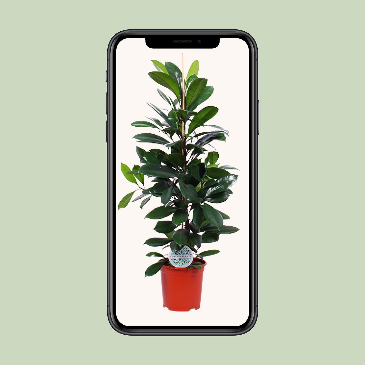 Ficus Cyathistipula Roślina doniczkowa, zielona, doniczka Ø21cm, wysokość 105cm