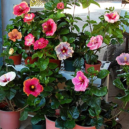 200 Pcs Mixed Hibiscus Flower Seeds Perennial Exotic Plant Bonsai Seeds Fresh Garden Seeds Non-Gmo #TOP2