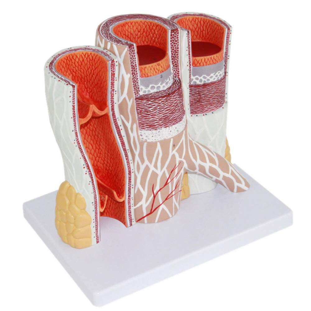 Anatomiczny model powiększenia tętnicy i żyły model ludzkiego naczyniowego struktura naczyniowa powiększenie model tętnio-żylny