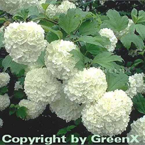 Viburnum opulus 'Roseum' 60-80 cm – Winterhart, Mehrjährig, Pflegeleicht – Echter Schneeball – Heckenpflanze für...