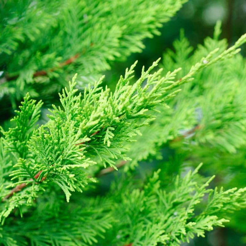 Cyprès de Leyland - Cupressocyparis leylandii 125/150cm ? Arbuste pour Haie et Jardin