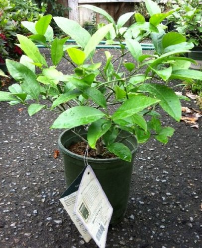 1-2 Foot Meyer Lemon Tree in Grower's Pot