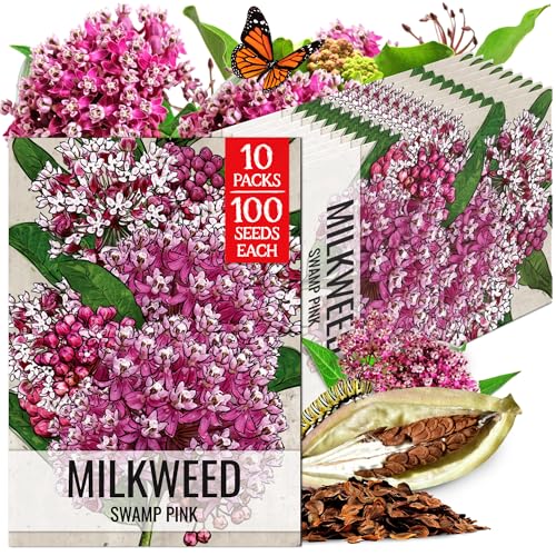 Image of Seed Needs Pink Swamp Milkweed Seeds for Monarch Butterflies 10 Pack