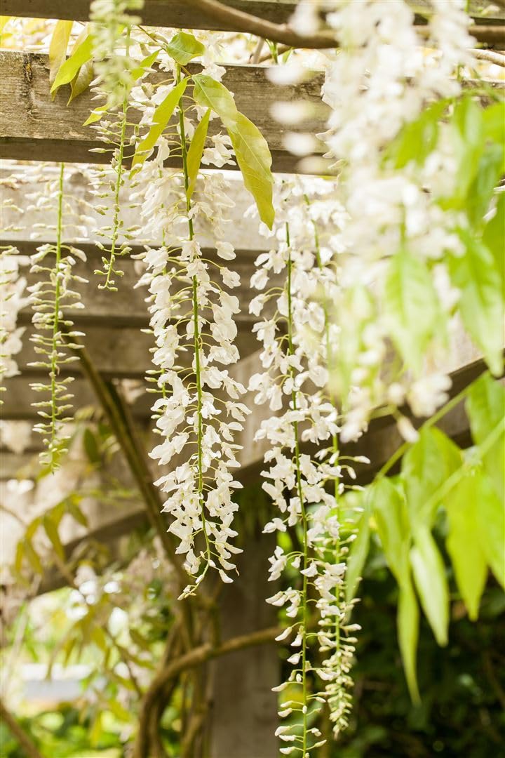 Weißer Chinesicher Blauregen - Wisteria sinensis 'Alba' Kletterpflanze mit großen weißen Blütentrauben - Topf gewachsen (60-100cm)