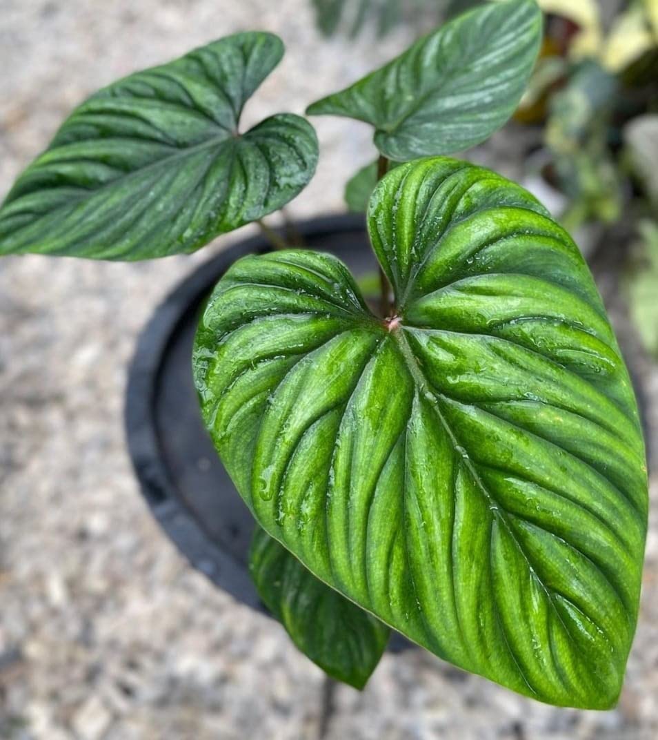 plowmanii philodendron Philodendron Plowmanii – Lost in the Forrest main image 0