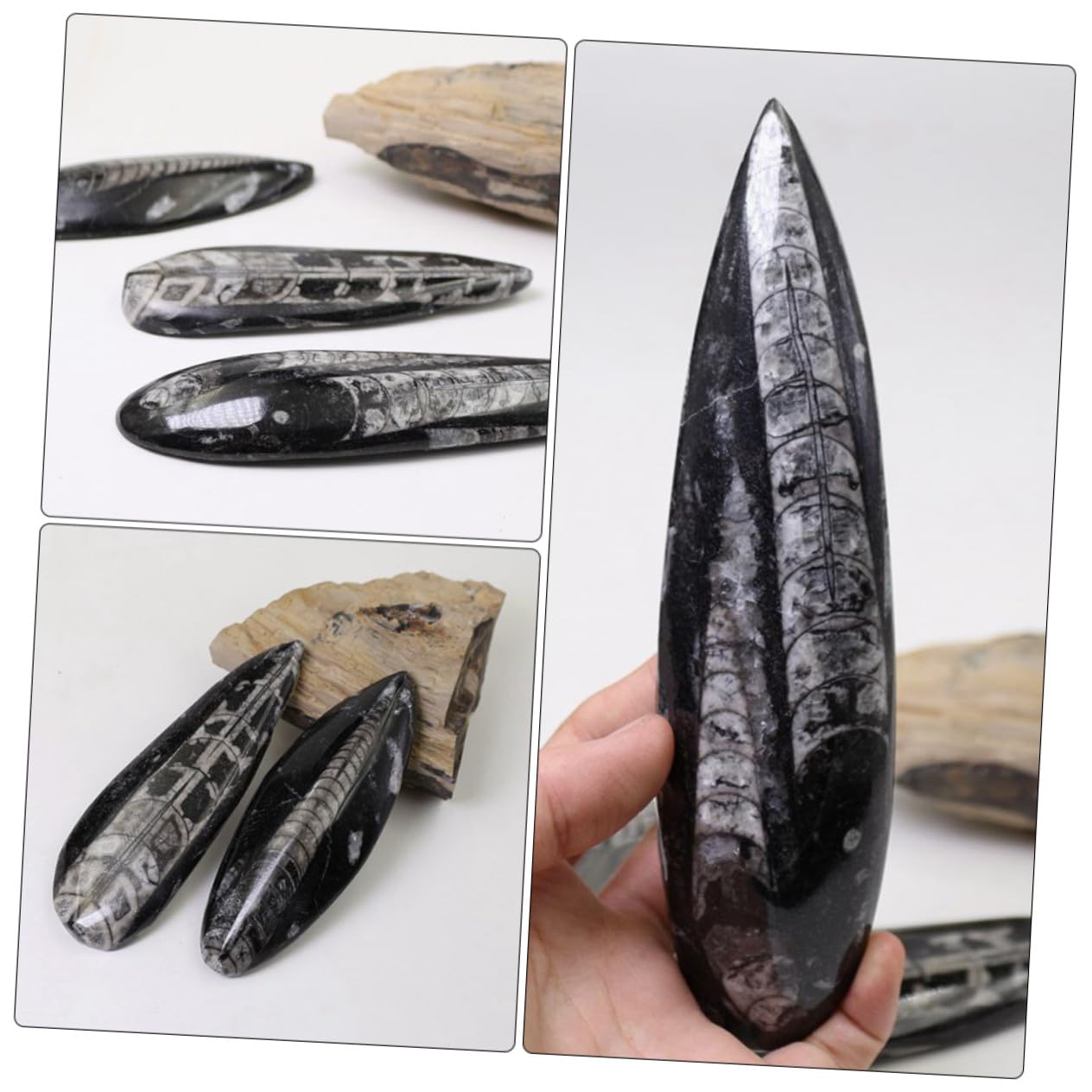 Fósil de Ortoceras Grande 1 Pieza Mineral Negro Muestra | Material Didáctico para Ciencias, Colección de Minerales y Rocas, Cumpleaños y Fiesta