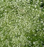 Wald-Labkraut - Galium sylvaticum - lebende...