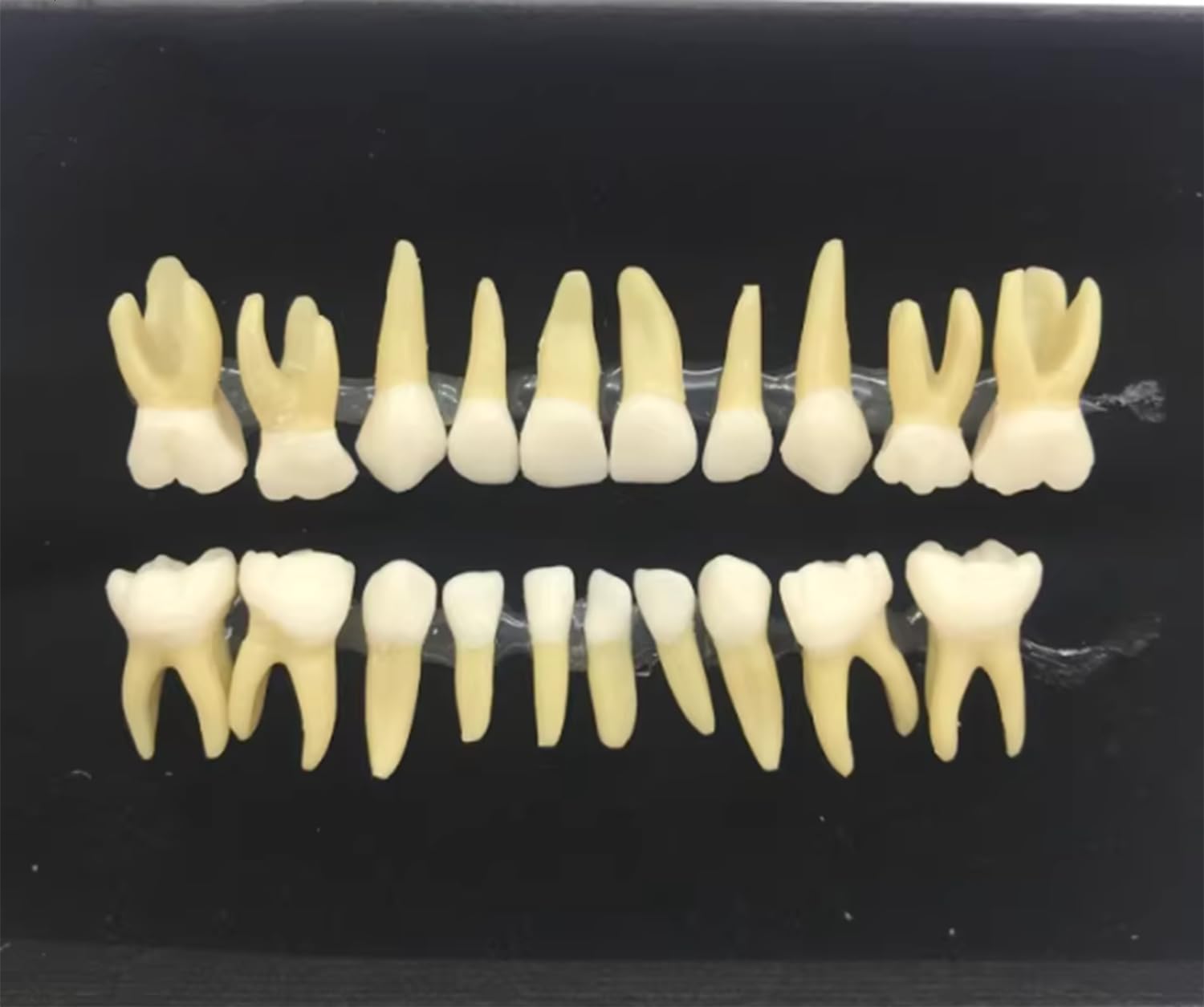 Modello di studio for l'insegnamento dei denti dimostrativi 1:1 dentale