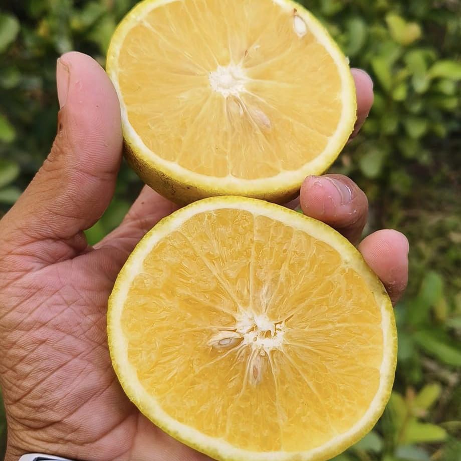 Veliyath Garden All Time vietnam Malta Orange Live Plant (BAU 3 malta) (B0CPHVZH92) Amazon Price History, Amazon Price Tracker