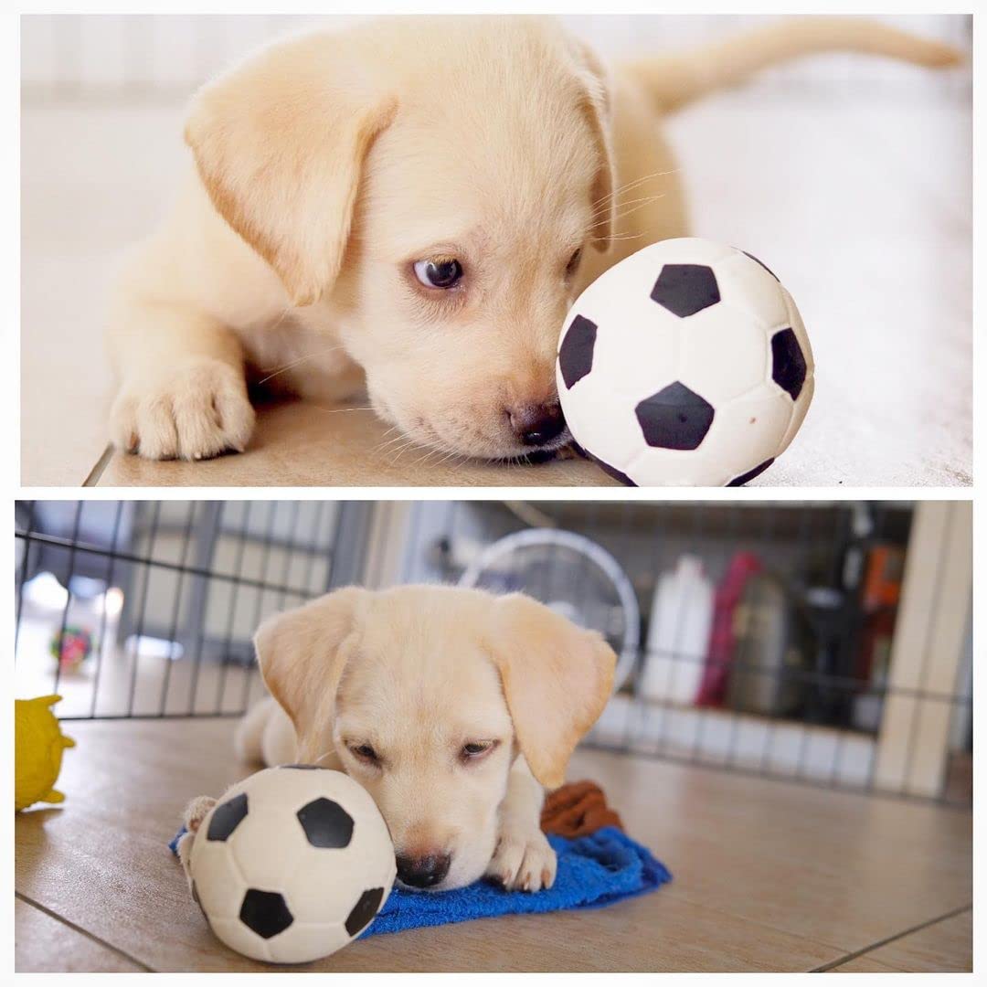 Lanco Balón Mediano Blanco para Mascotas. 100% Caucho Natural (Latex). Desarrolla Agilidad y Reflejos. (Paquete de 2)