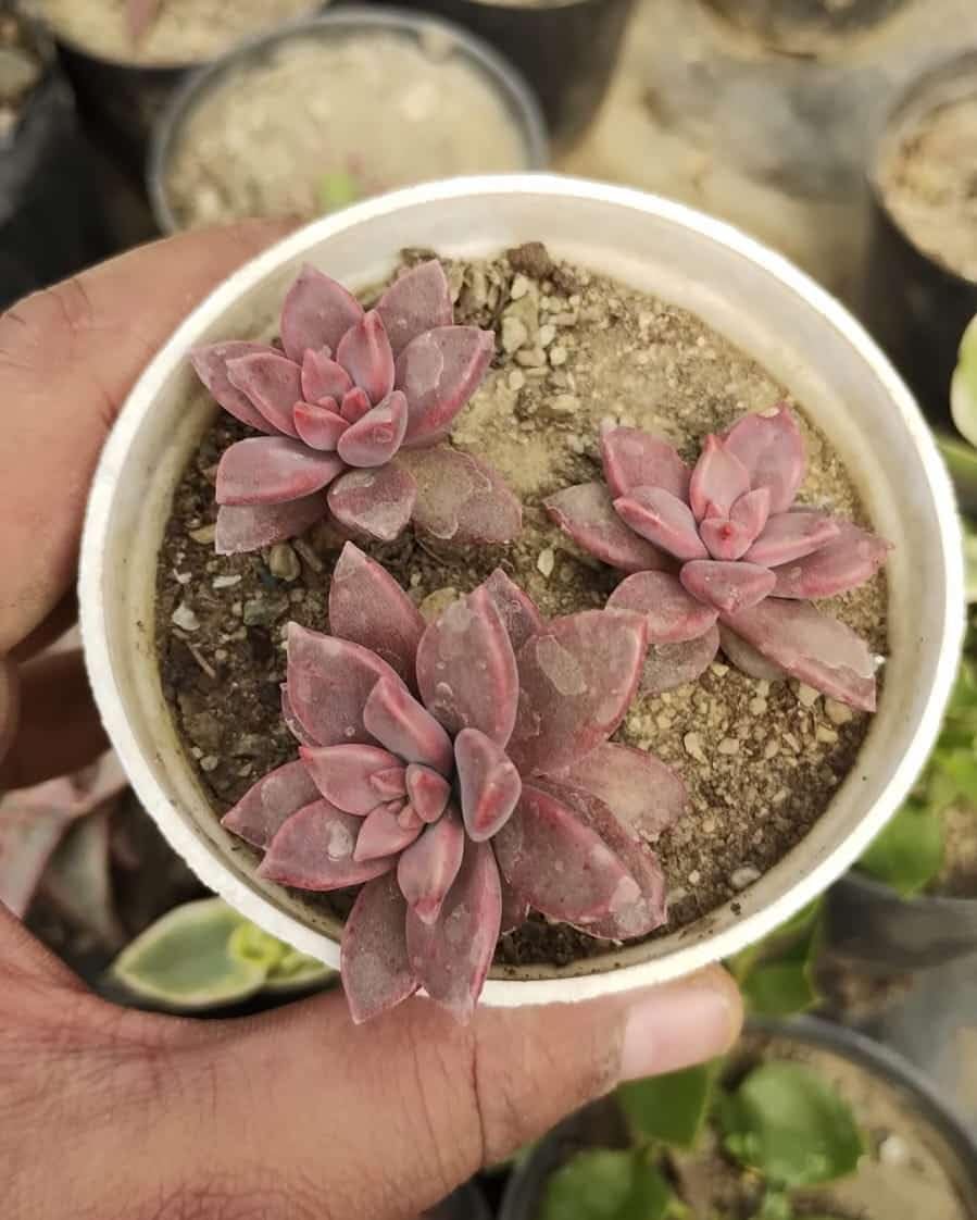 Graptosedum California Sunset Succulent Plant (B0CNYNZB1X) Amazon Price History, Amazon Price Tracker