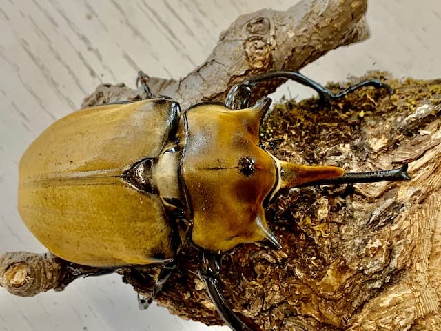 Amazon | 【DDA】エレファスゾウカブト 成虫 オス単 プレゼント