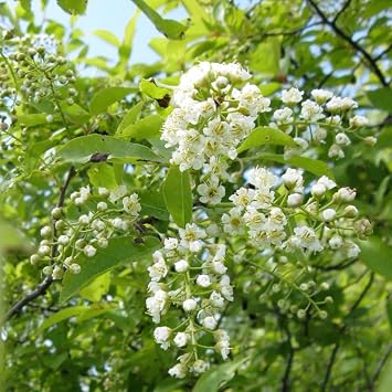 Prunus virginiana (Black Chokecherry, Black Choke Cherry) Tree Seeds, Attractive Autumn Foliage, Seeds by MySeeds.Co, You Choose The Amount (1 oz)