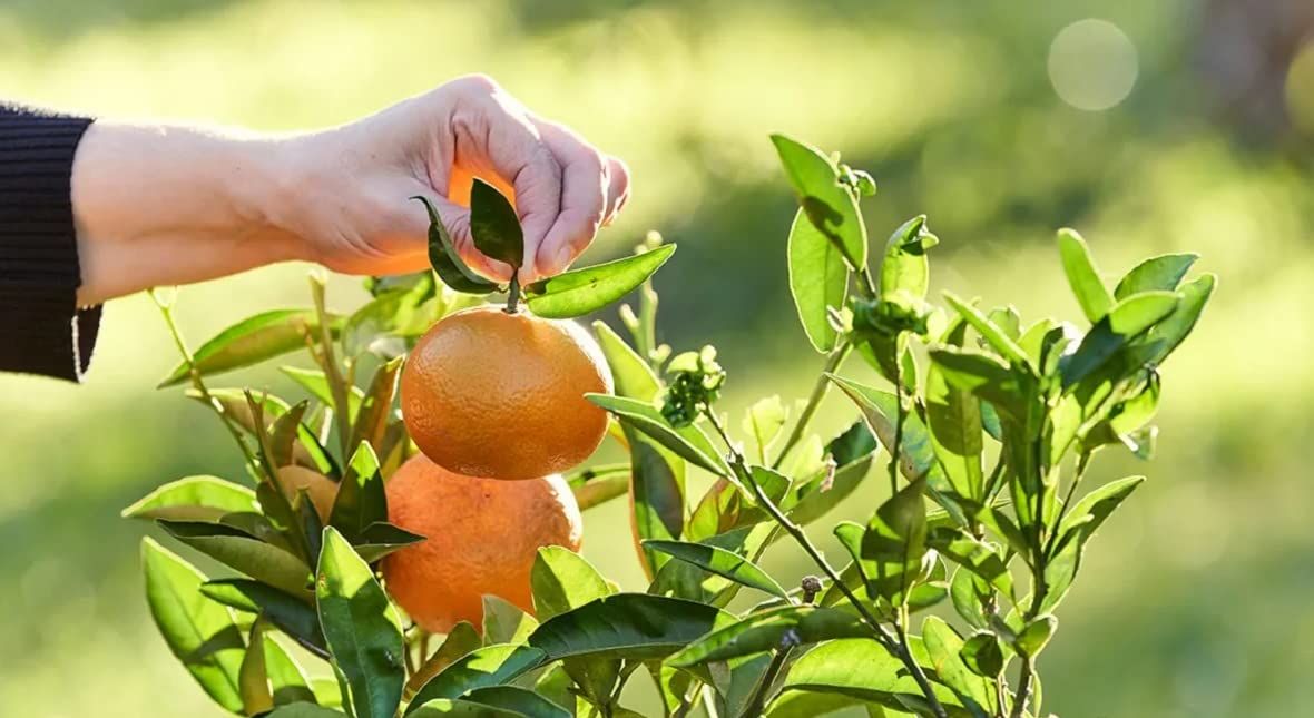 Verdecora Pack Limonero y Mandarino Maceta 5L Plantas Naturales Exterior | Árboles frutales, Cítricos, Para huerto o jardín