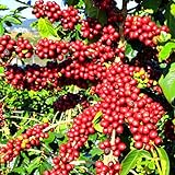 Mixrug Dwarf Organic Coffee Bean Trees Seeds for Planting, 61+pcs Perennial Coffee Bean Herbs Seeds Plants, Non-GMO Heirloom Premium Beauty Flowers Plants for Home Garden Outdoors
