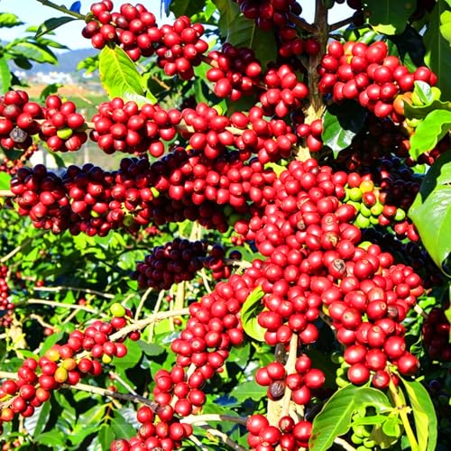 Mixrug Dwarf Organic Coffee Bean...