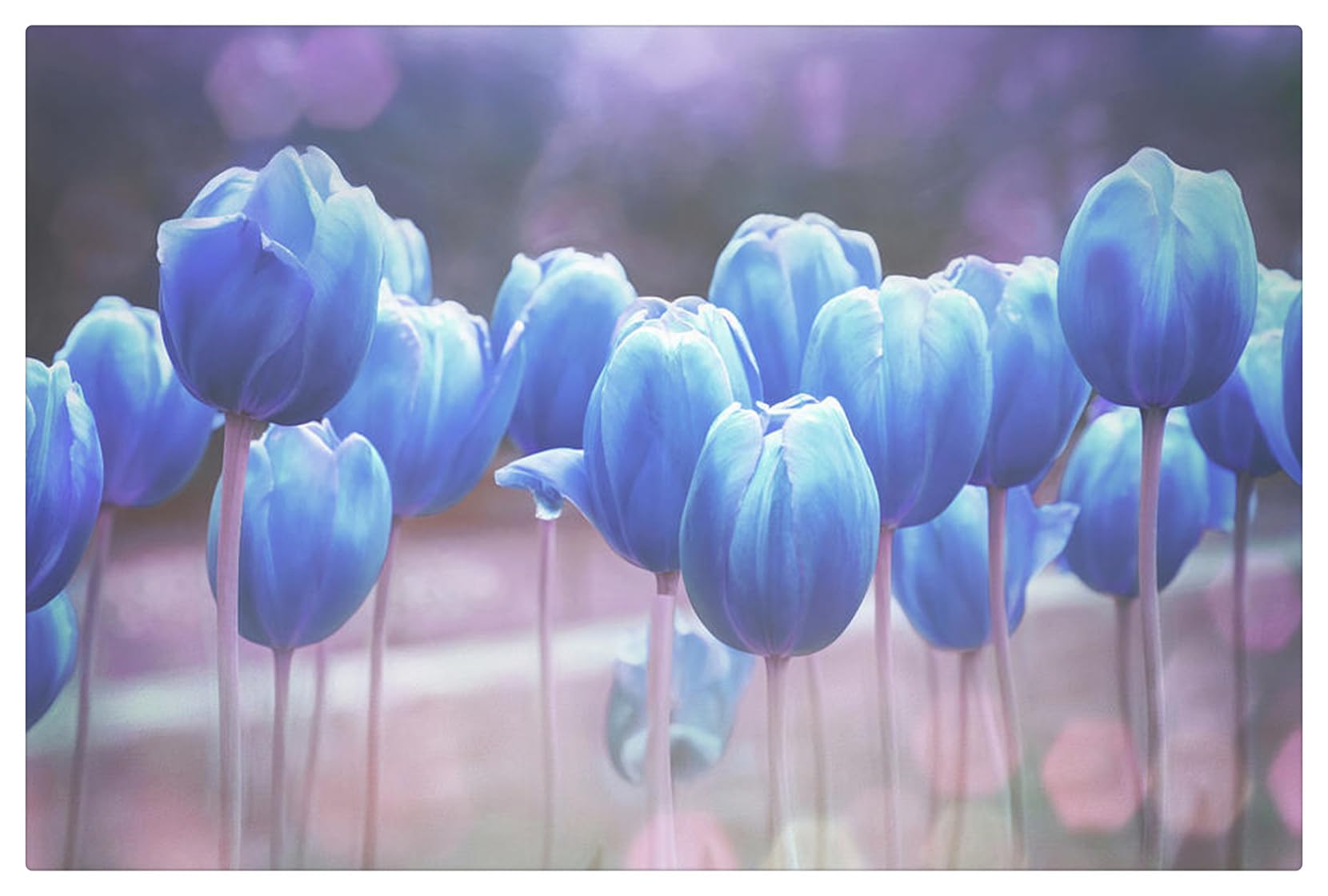 Tulipano Bulbi Intatti, Tulipani bulboso- Sani, Robusti, Bulbi di Tulipani- Turgidi- Compatti- Vigorosi-15 bulbi-F