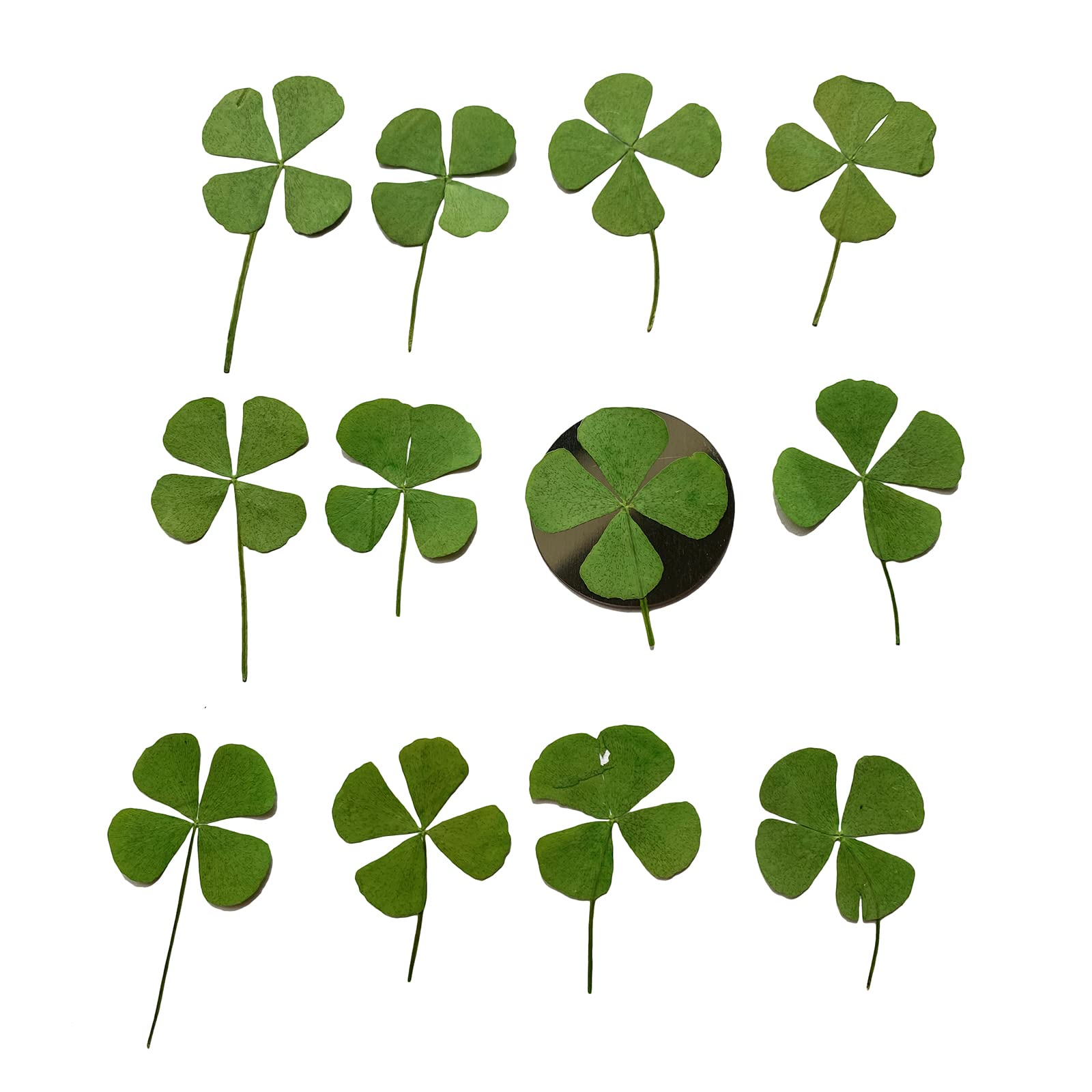 12 Pcs Dried Pressed Four Leaf Clover for Art Crafts DIY, YUNZHI Flat Leaves for Resin,Jewelry Making, Scrapbooking, Soap and Candle Making (1.18-1.38 inches)