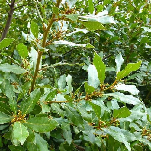 80 piezas semillas de laurel - semillas de jardín rocas resistentes, decoracion laurel cereza, Las jardín son