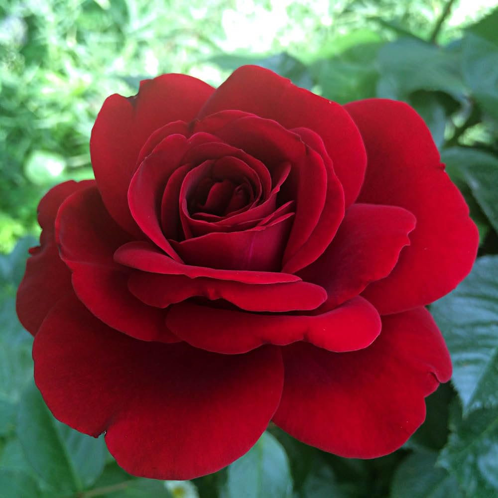 YouGarden Patio Standard Red Rose in 4 Litre Pot, Ready to Plant, 40cm Stem