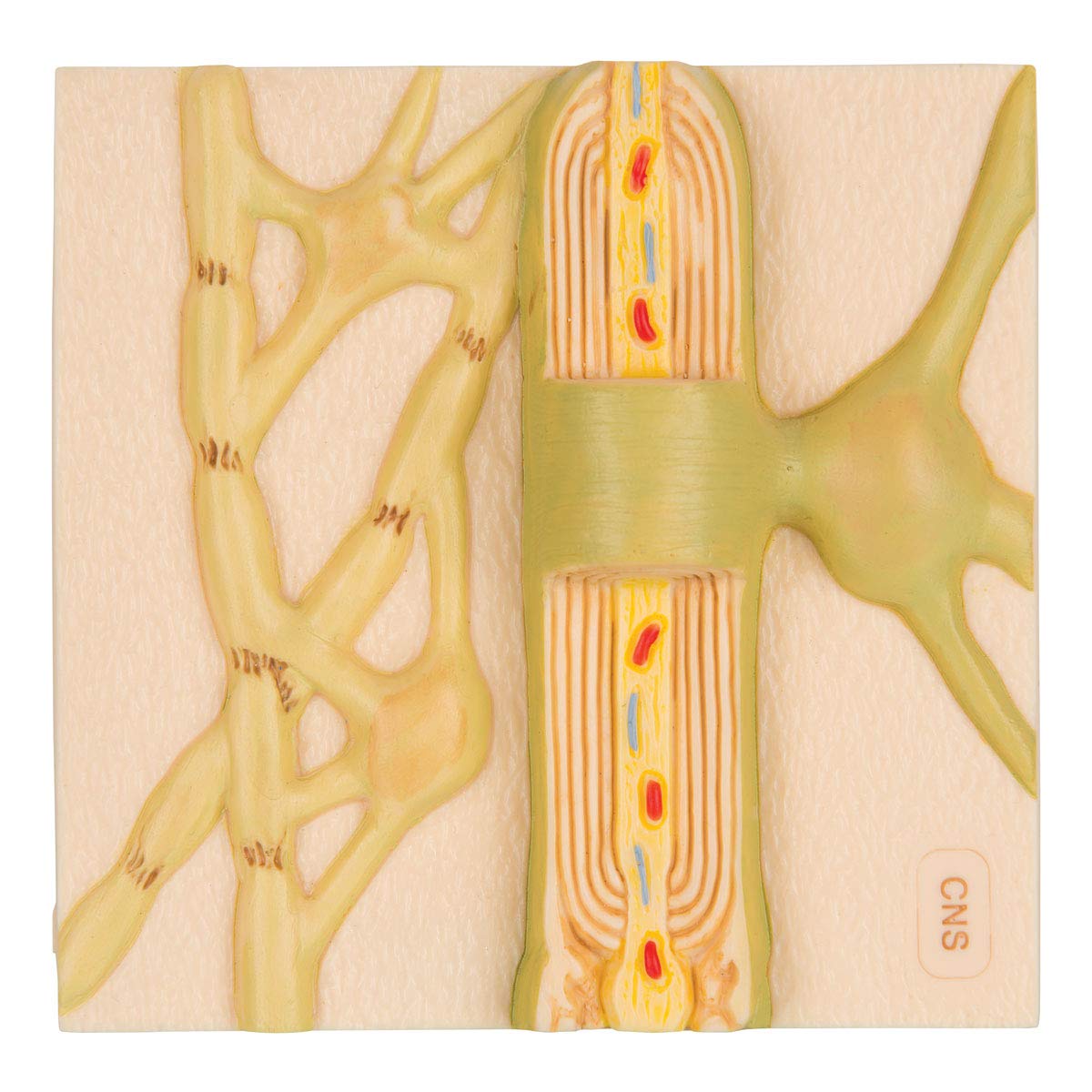 3B Scientific C40/2 Human Anatomy Myelin Sheaths of the CNS Models