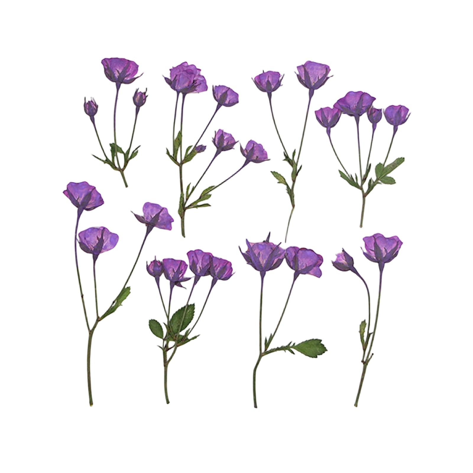 Whoasyst Of 36 Pressed Flower Branches Realistic Plant Specimens for Wedding Party and Home Decoration Home Deck Flower