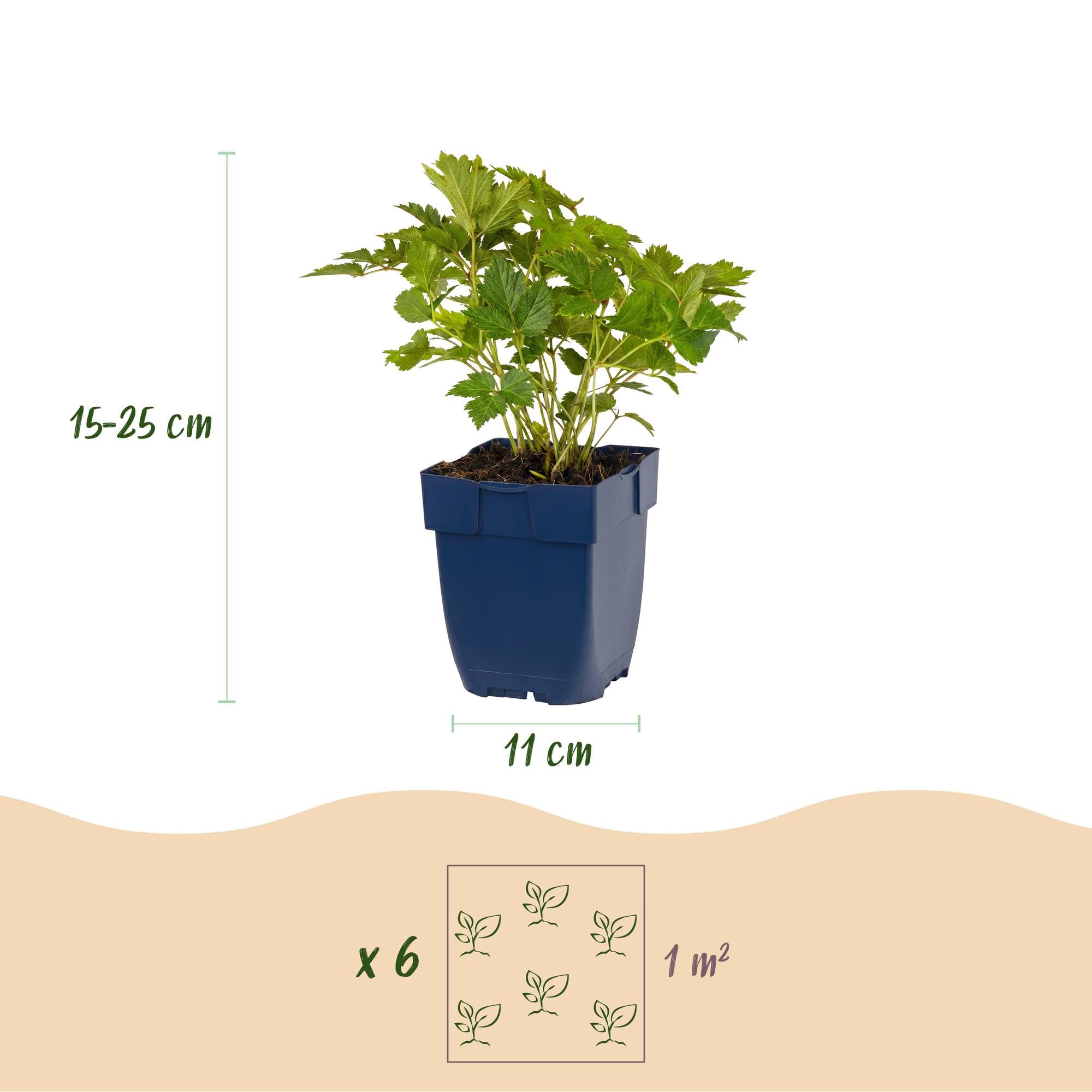 Piante Perenni Astilbe Pumila, da Ombra, Viola, Set di 3, Vaso 11cm