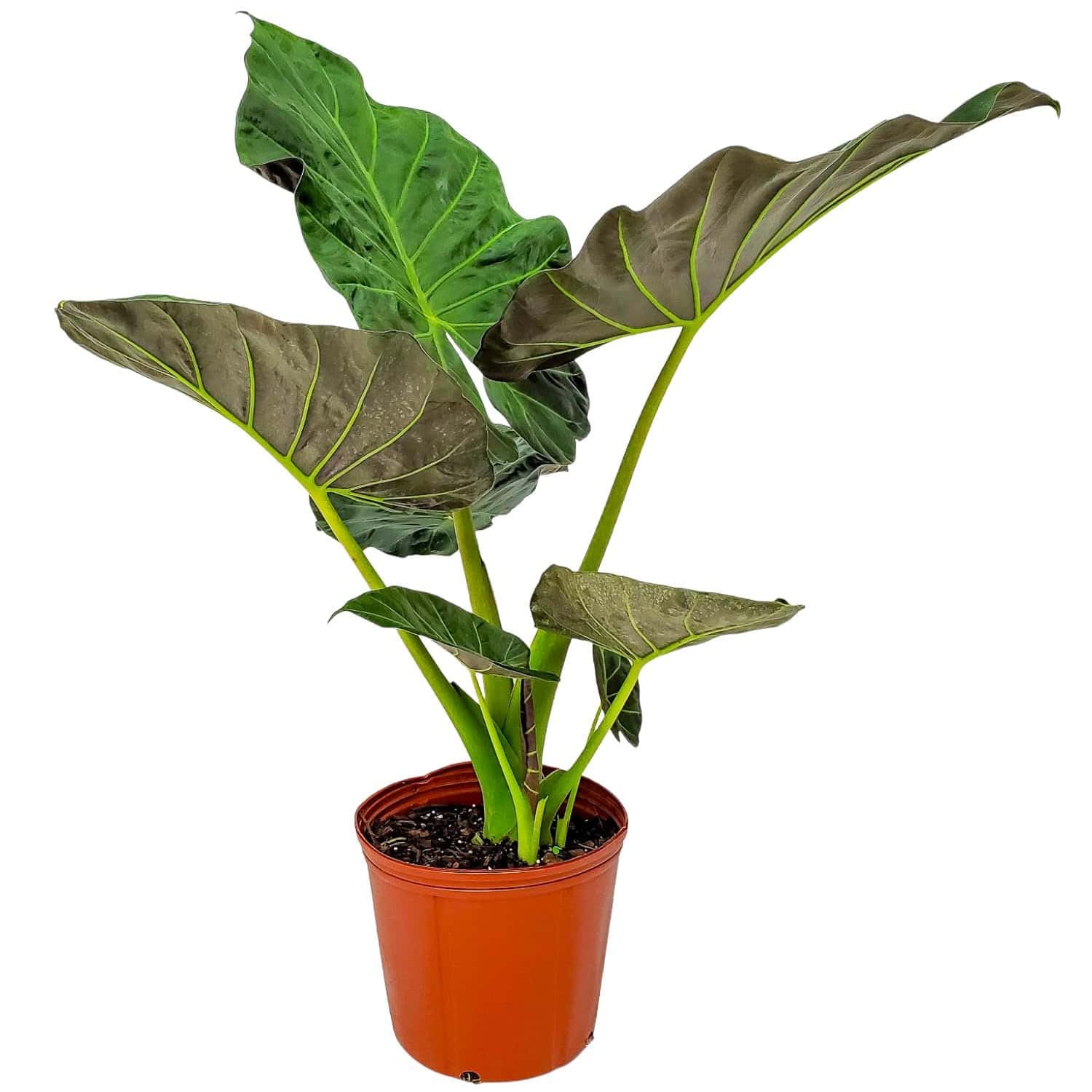Tropical Plants of Florida Alocasia Regal Shields