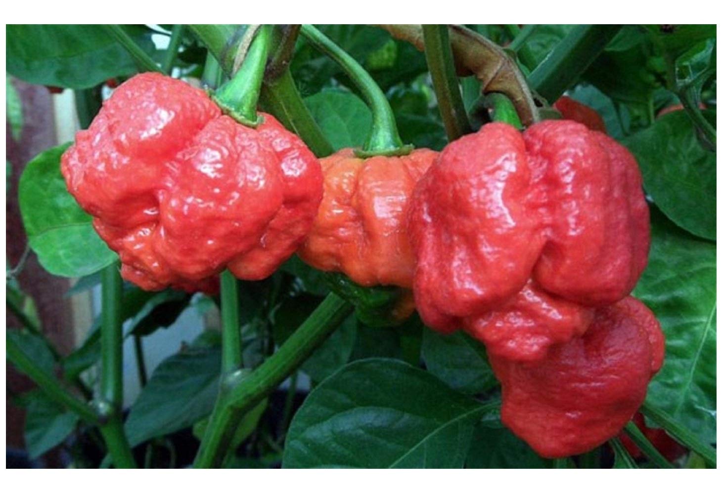 VibeX HOT Chilli Pepper - Trinidad MORUGA Scorpion Seeds - Extremely HOT-300 Seeds (B0BBGPJZ82) Amazon Price History, Amazon Price Tracker