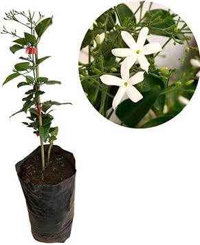 Serada Decor & Plant Mis Kokulu Ful Yasemin  i e i, 1 Adet Saks l , 30-60cm, Bah e  i e i