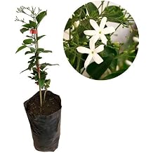 Serada Decor & Plant Mis Kokulu Ful Yasemin  i e i, 1 Adet Saks l , 30-60cm, Bah e  i e i