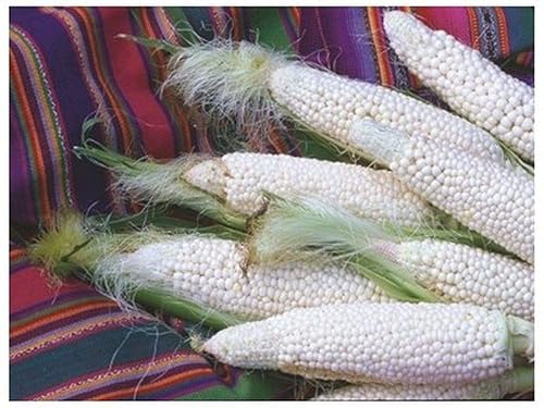 Country Gentleman Shoepeg Maíz considerado por los veteranos como el mejor maíz para asar (100 - semillas)