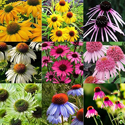 Ultrey Seed House - 50 Pieces Daisy Seeds Chrysanthemum Flower Seeds Summer Flowers Marigold Flower Seeds for Gardening Beds/Meadows