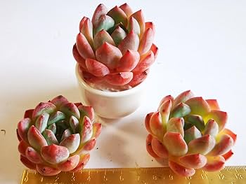 Amazon.co.jp: 別 ストロベリーアーモンド3苗2200円 韓国苗多肉植物