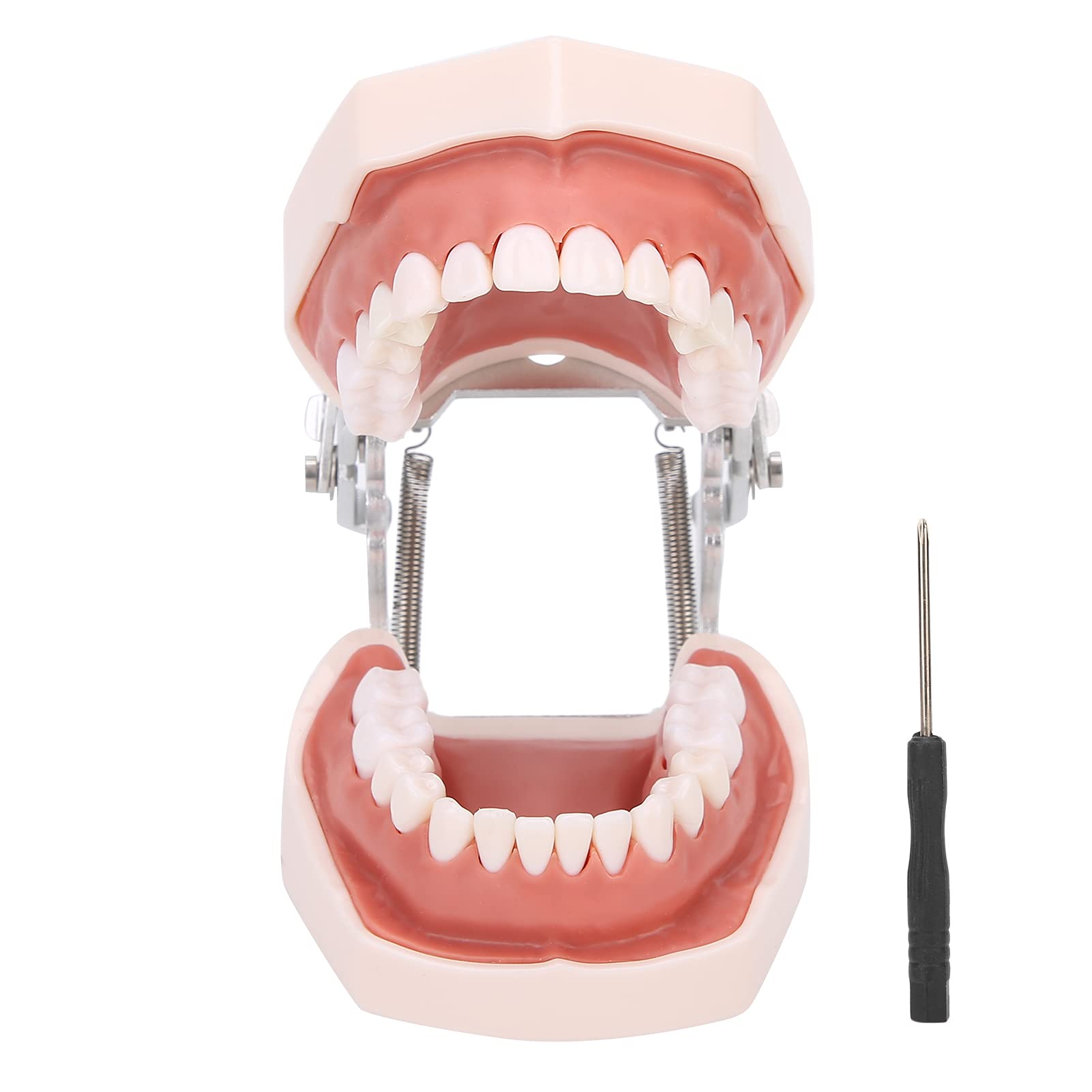 Denti staccabili Modello di Denti Modello di insegnamento Modello di dimostrazione standard Strumento di simulazione Denti Dentali Modello per la pratica di insegnamento con cacciavite, Modello di d