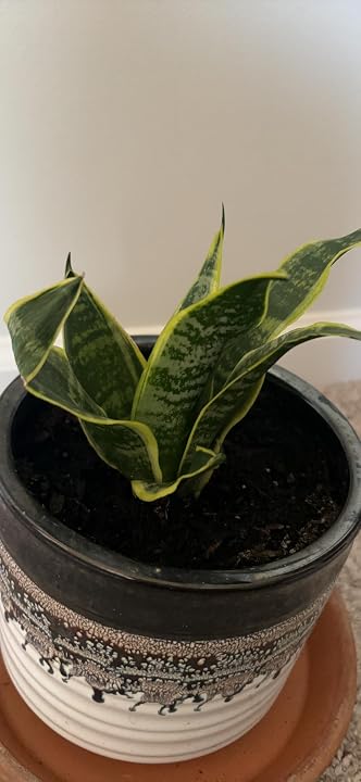 Altman Plants Snake Plant - Thumbnail 2