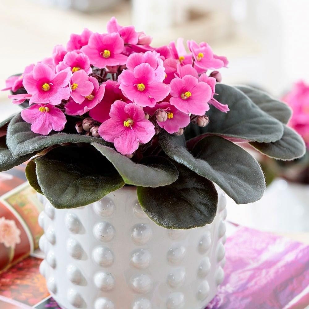 Plant Theory 15cm Saintpaulia Pink African Violet Plant Indoor Houseplant 12cm Pot