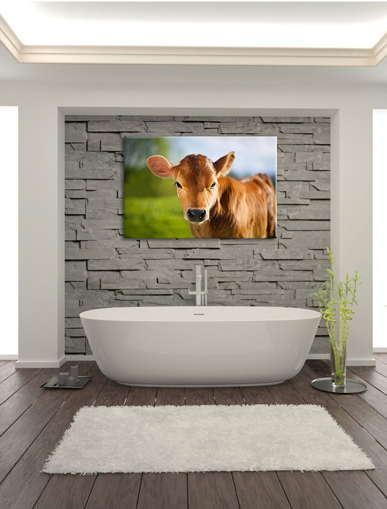 Pixxprint Leinwandbild 'Junge Kuh' – 60x60 Cm, Quadratisch, Fertig Bespannt, Made In Germany