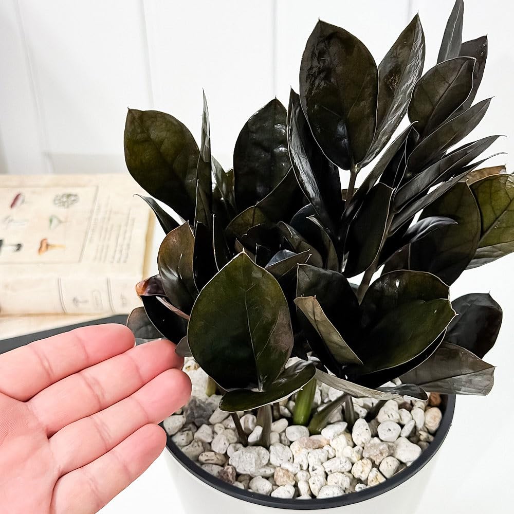 Amazon.co.jp: PLANCHU 観葉植物 ザミオクルカス レイブン 5号鉢 